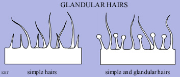Glandular hairs
