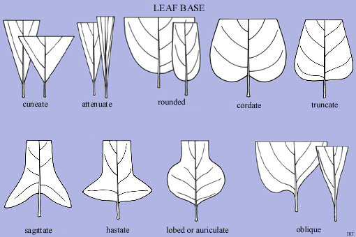 Leaf base