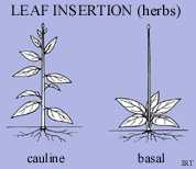 Leaf insertion (herbs)