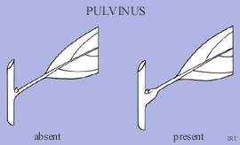 Pulvinus