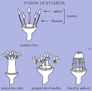 Fusion of stamens